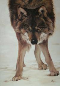 &Ouml;30 Wolf v Angesicht z Angesicht