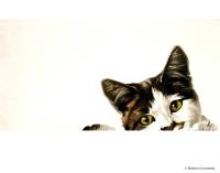 &Ouml;66 Katze Neugier